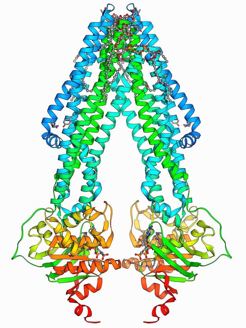 ATP-binding cassette transporter