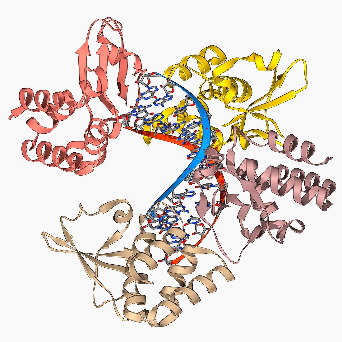 Marburg viral protein 35 and RNA