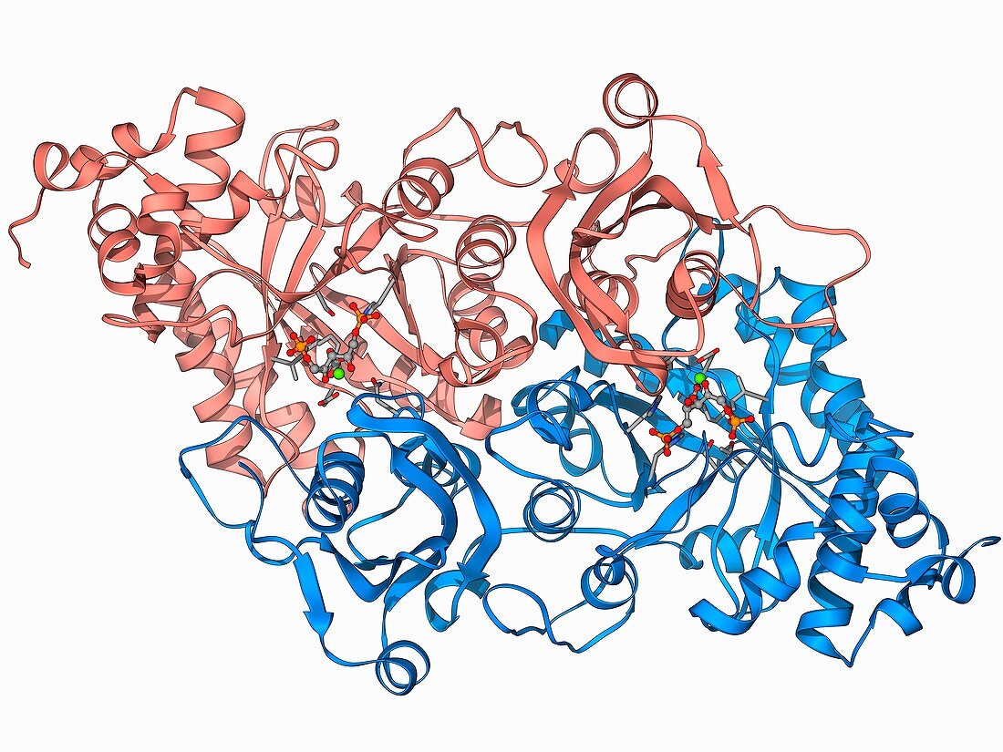 Rubisco enzyme molecule