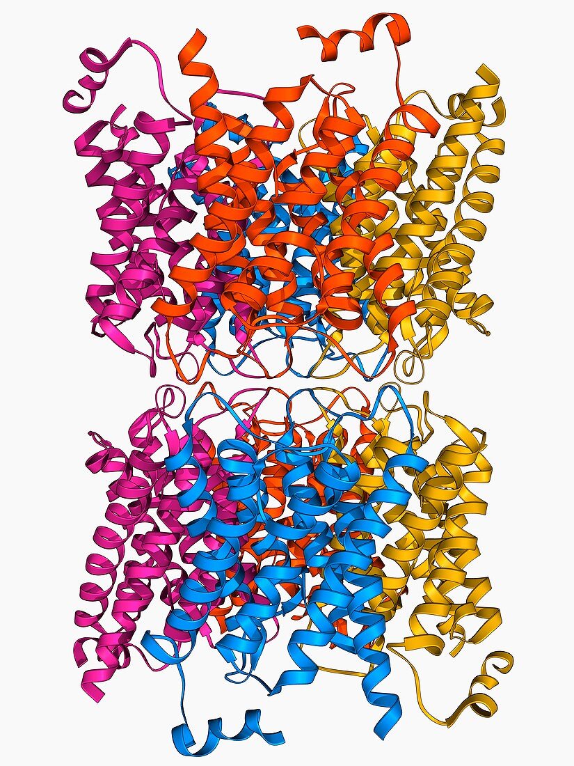 Aquaporin membrane protein