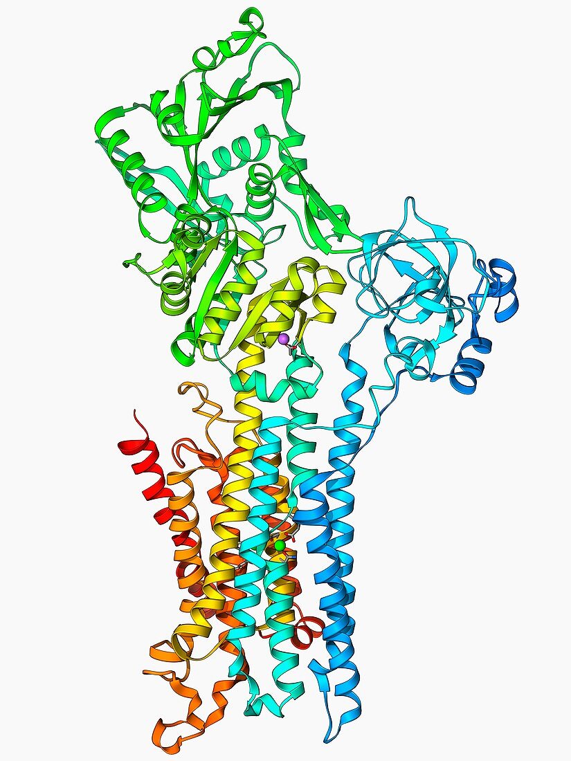 Calcium ATPase ion pump