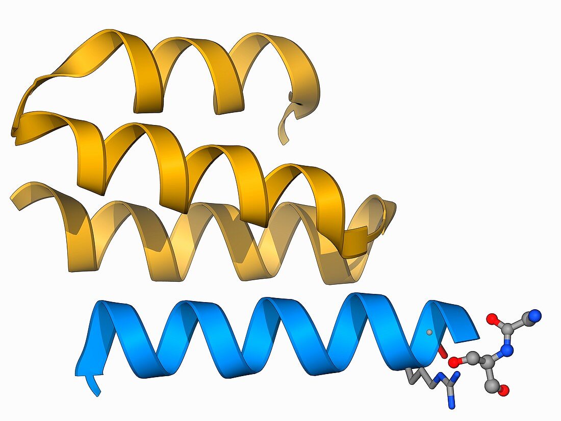 Type IV collagen,molecular model