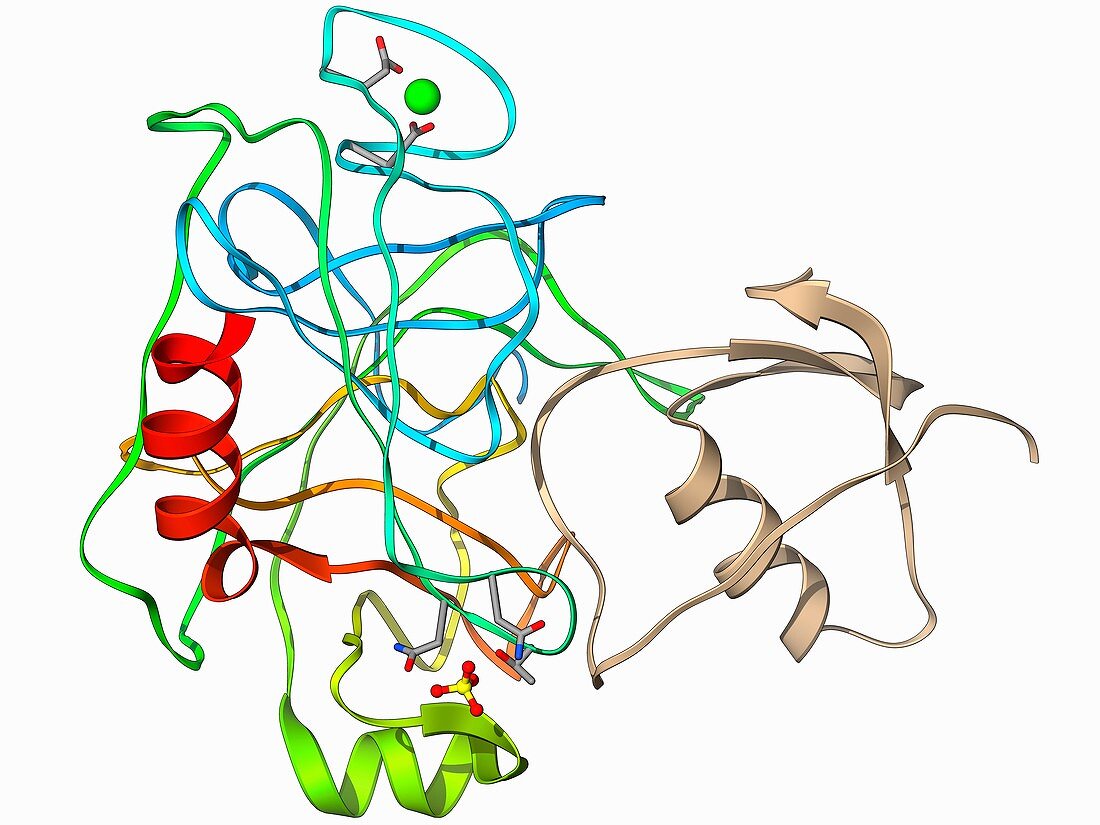 Trypsinogen molecule with inhibitor