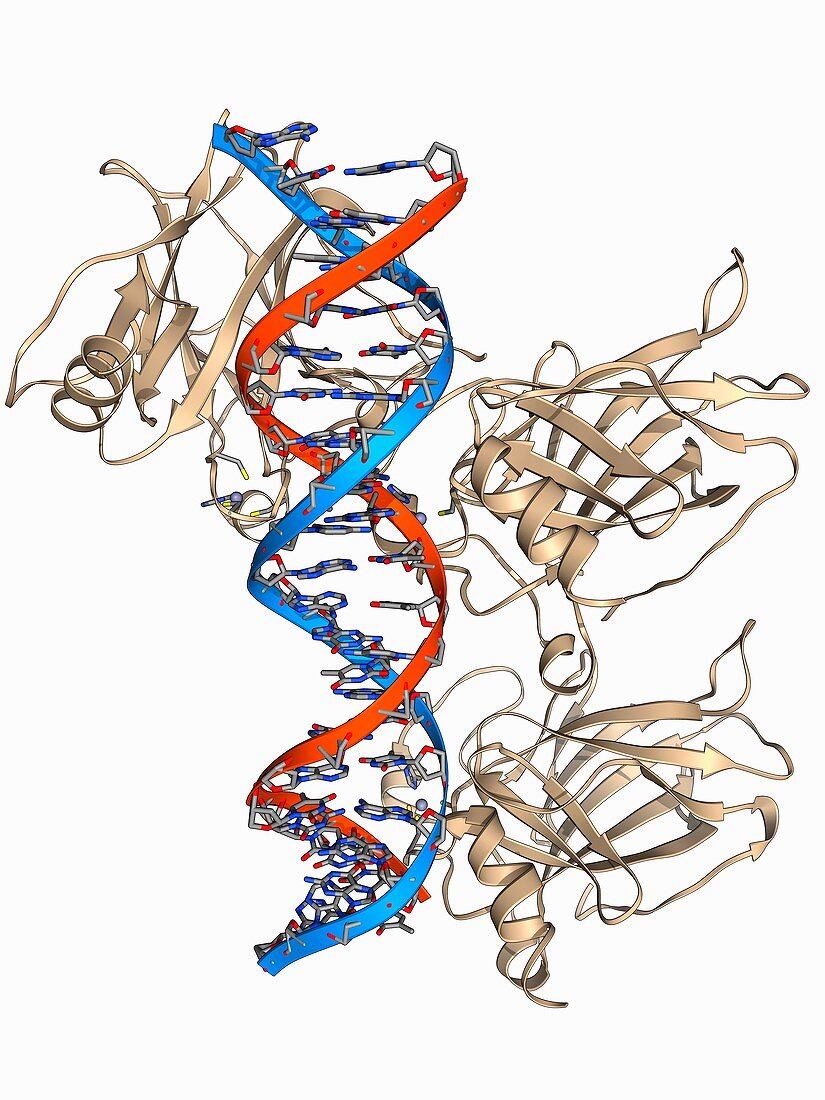 Tumour suppressor protein with DNA