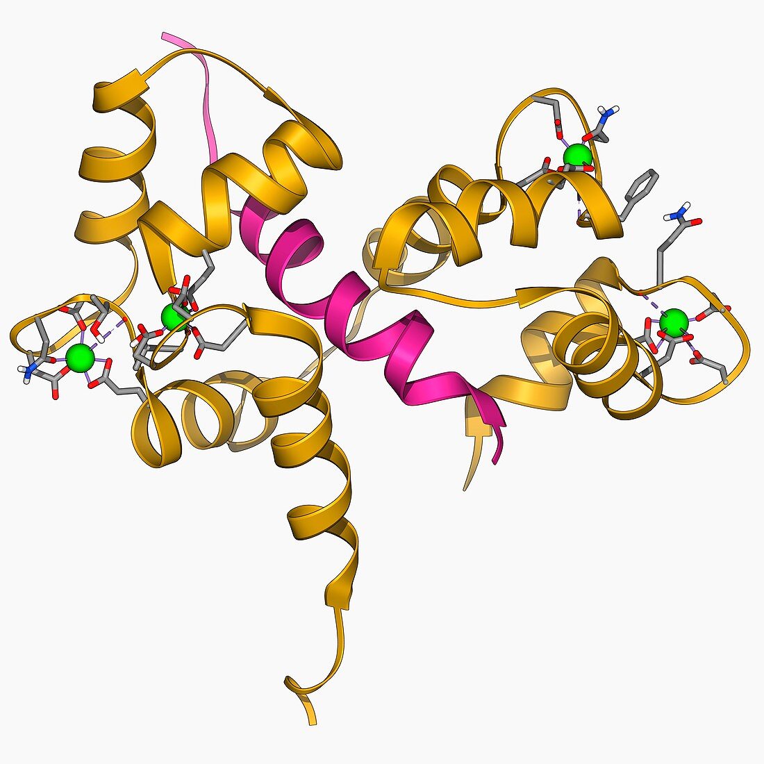 Calcium-binding protein molecule