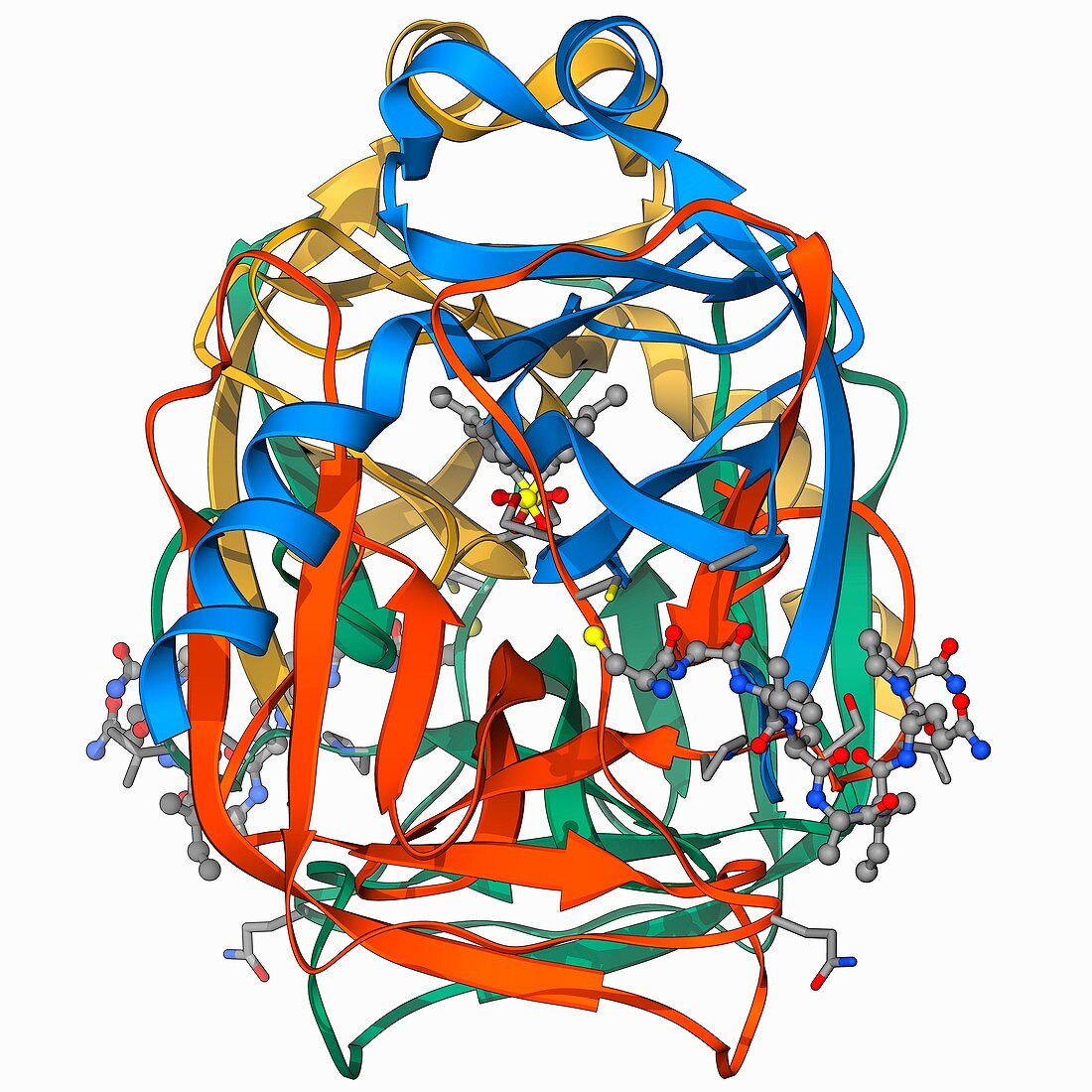 Chymotrypsin digestive enzyme molecule