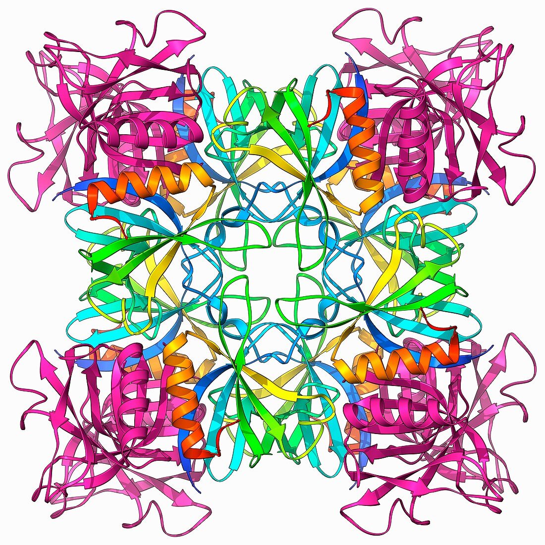 Dynamin enzyme,molecular model