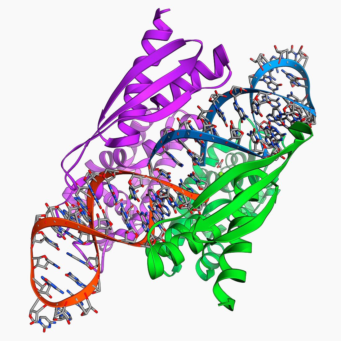 Double-stranded RNA-ribonuclease III