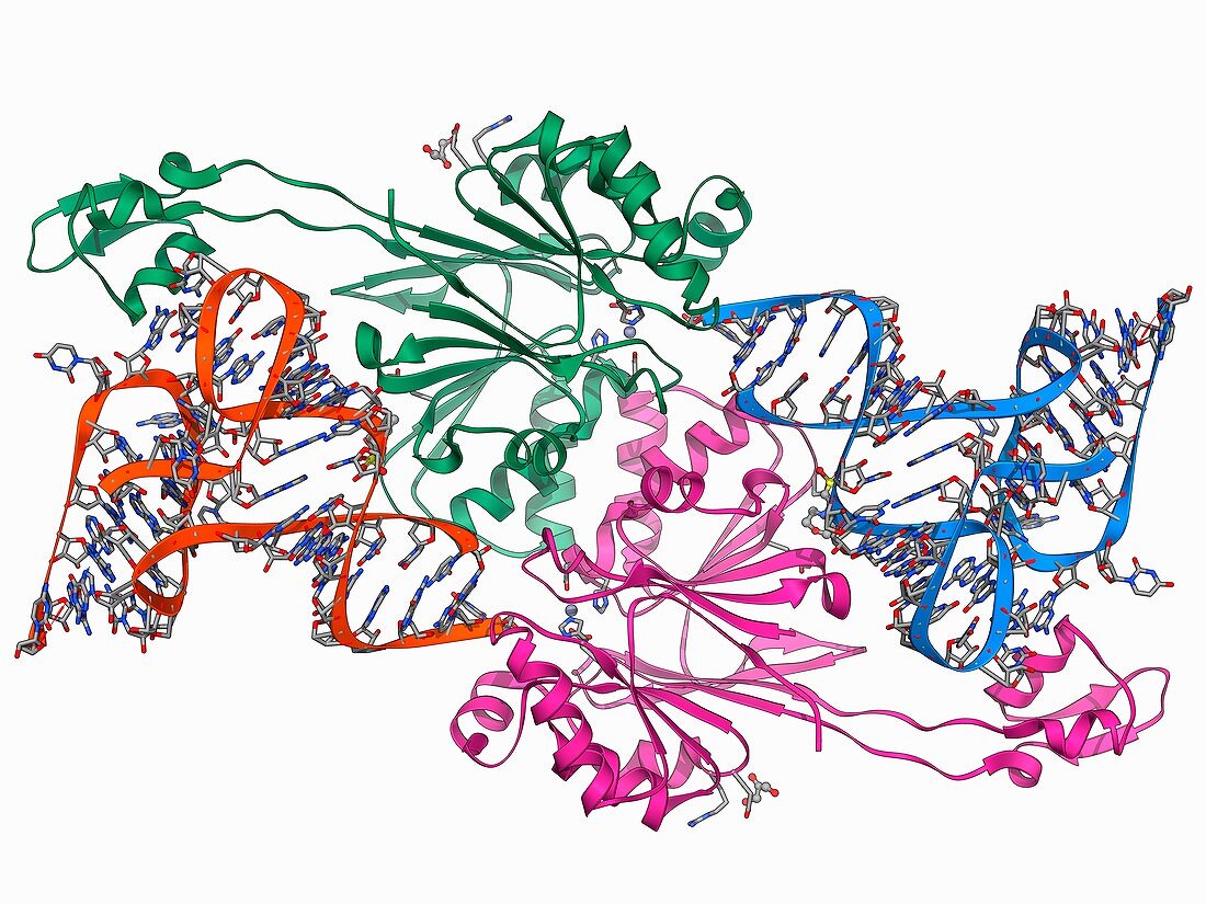 Ribonuclease bound to transfer RNA