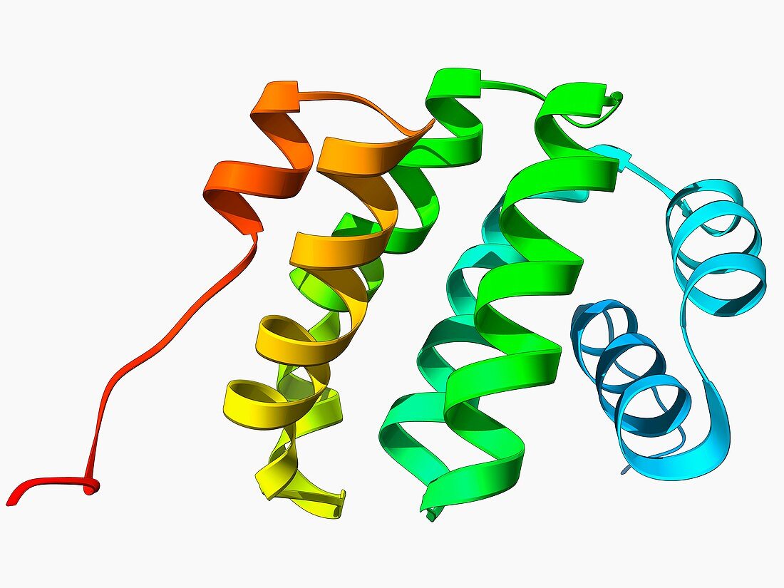 Programmed cell death protein molecule
