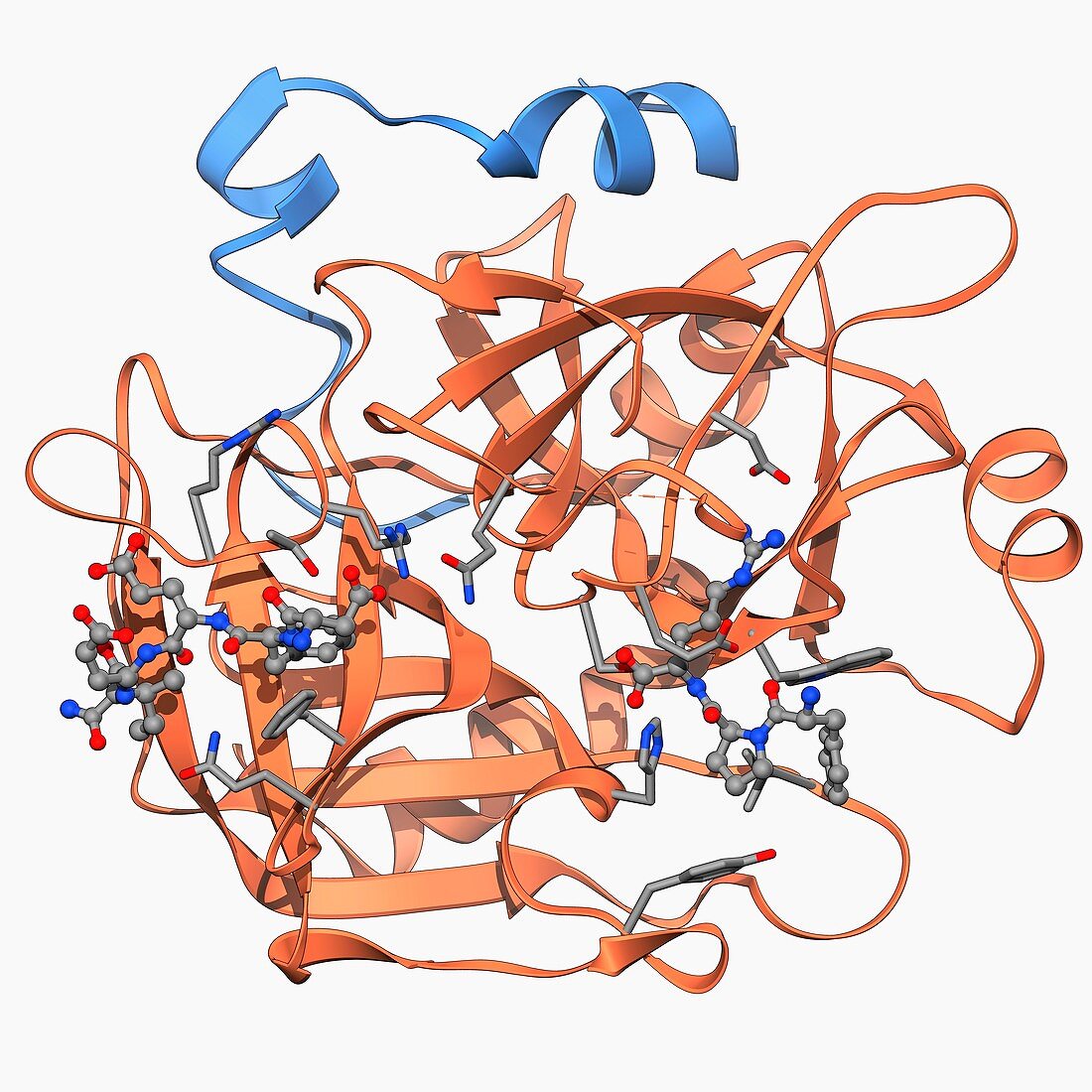 Thrombin protein,molecular model