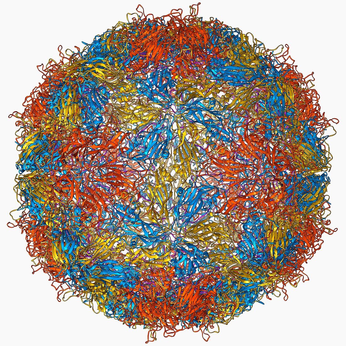 Mengovirus capsid,molecular model