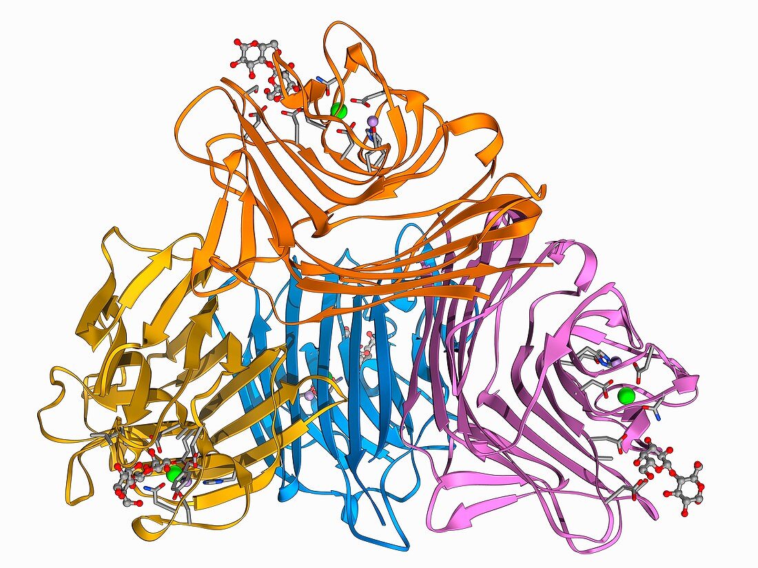 Lactose binding protein molecule