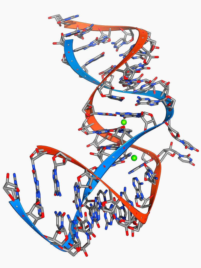 Internal ribosome entry site