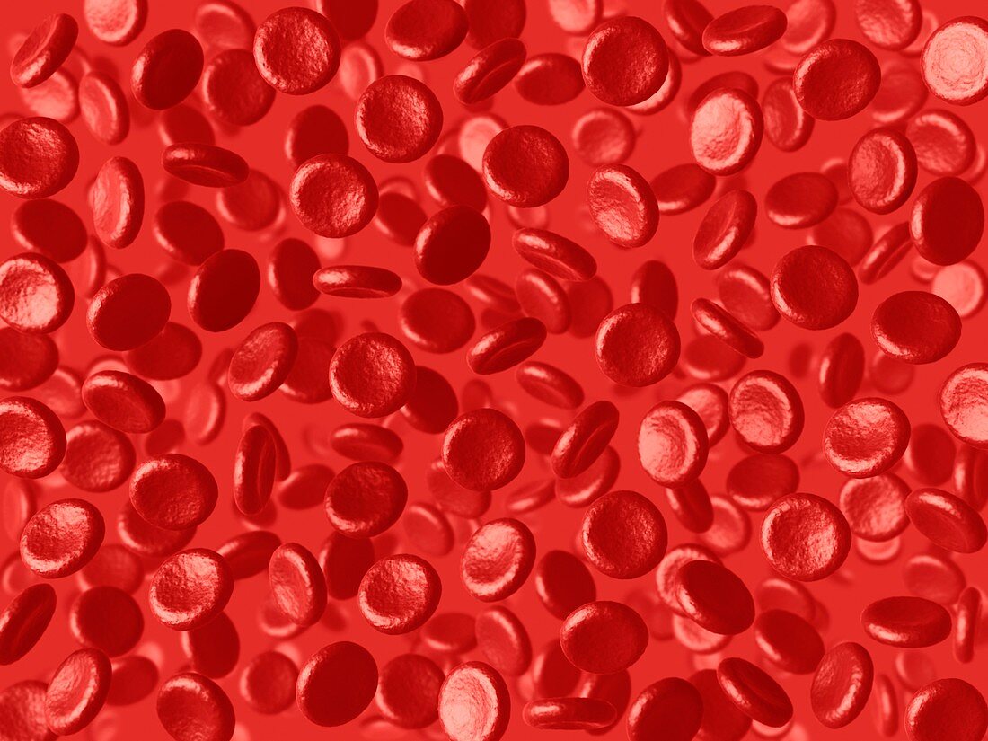 Red blood cells,artwork