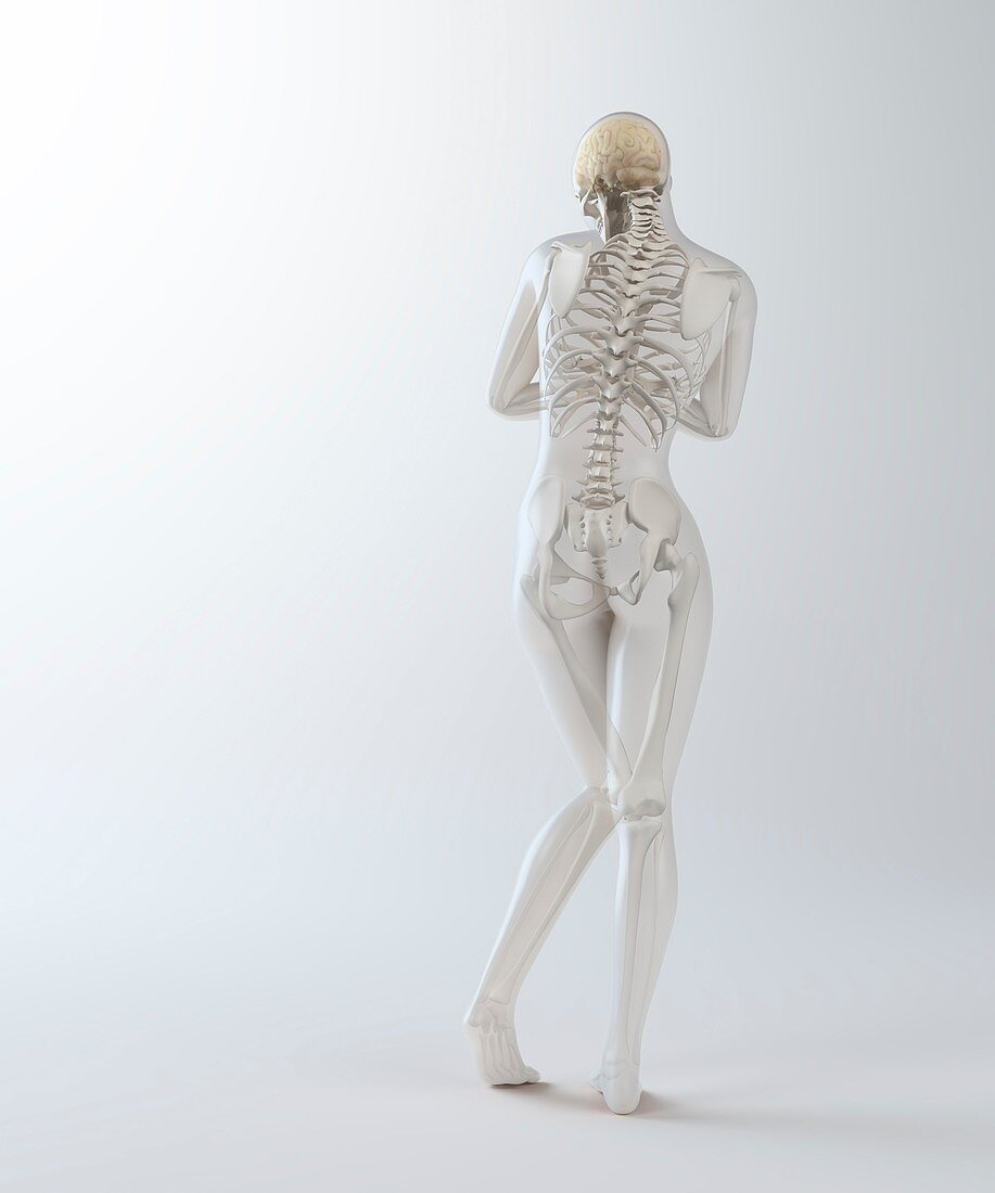 Female skeleton,artwork