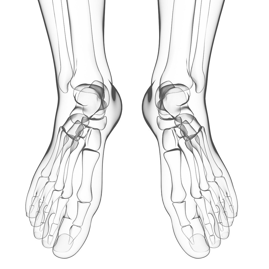 Human foot bones,artwork