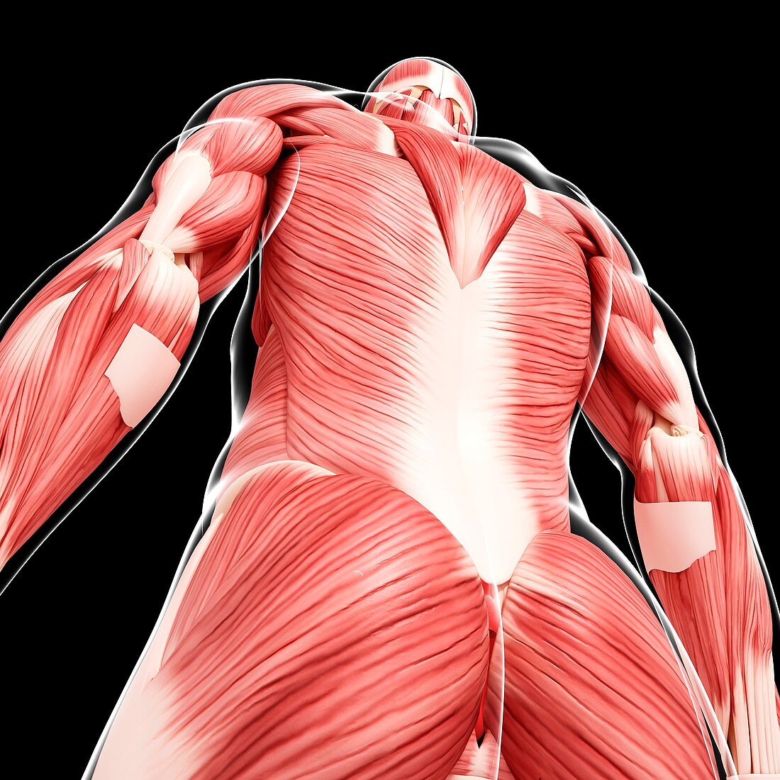 Human musculature,artwork