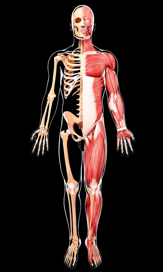 Male musculature,artwork