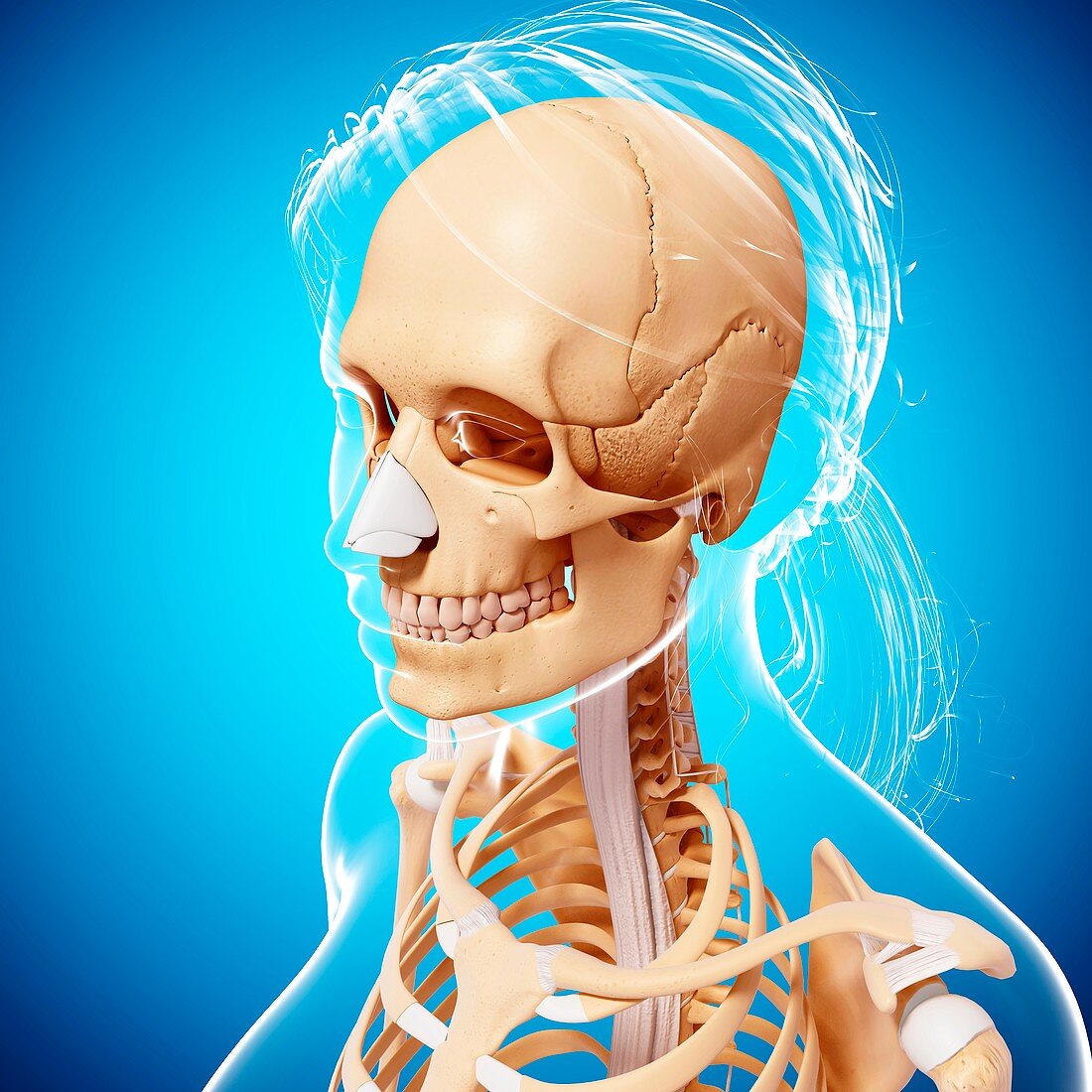 Female skeleton,artwork