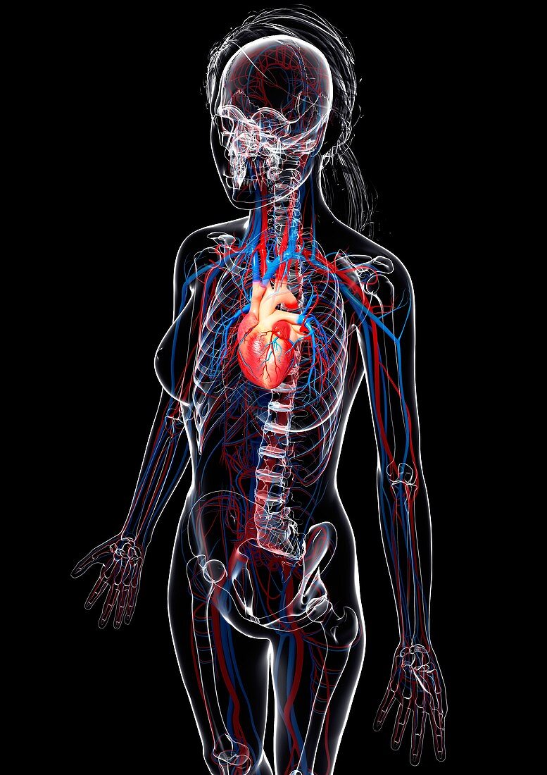 Female cardiovascular system,artwork