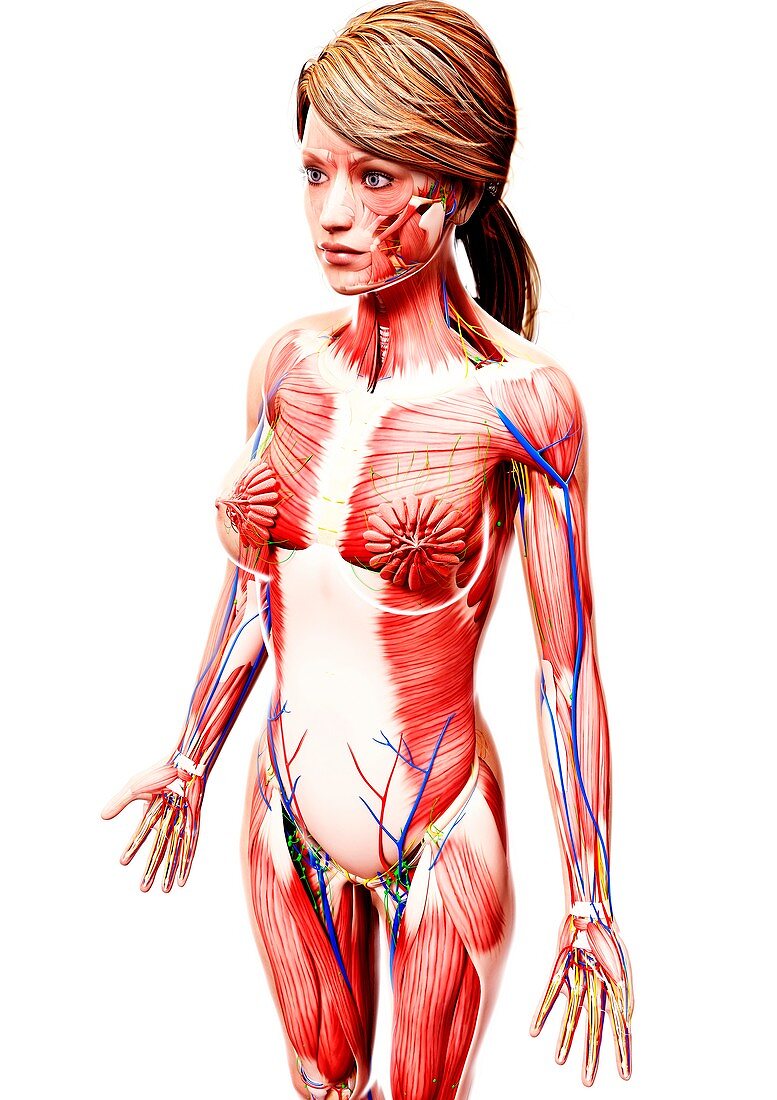 Female anatomy,artwork