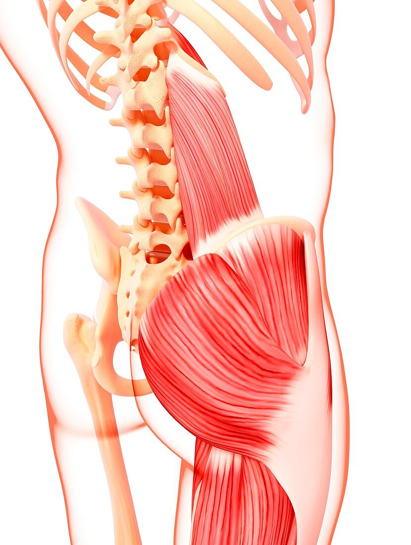 Human musculature,artwork