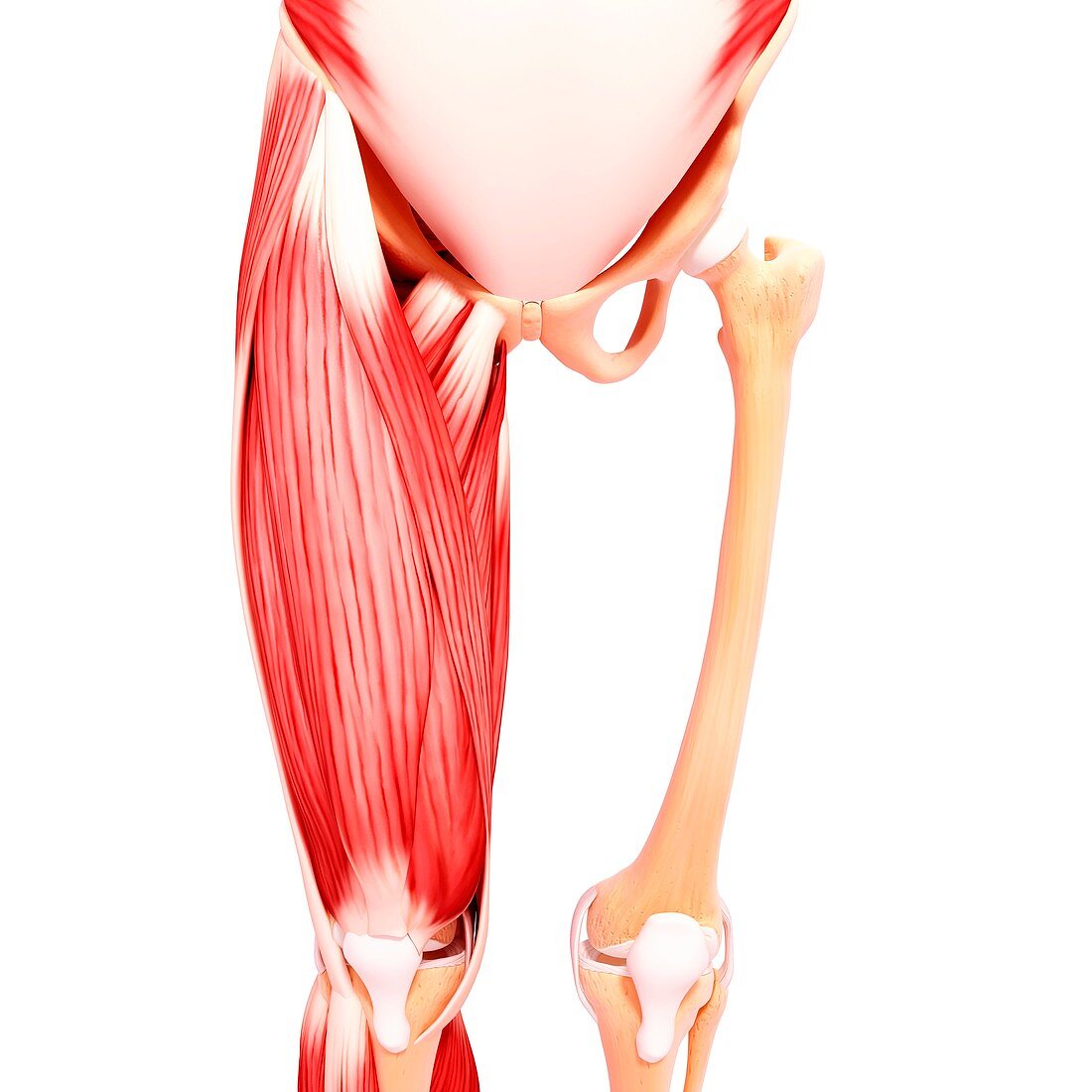 Human leg musculature,artwork