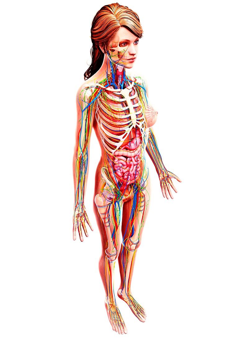 Female anatomy,artwork