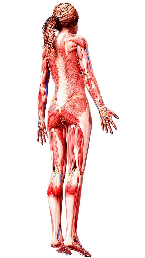 Female musculature,artwork