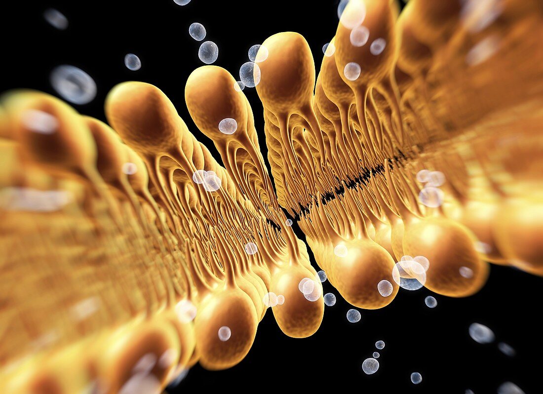 Cell membrane lipid bilayer,artwork