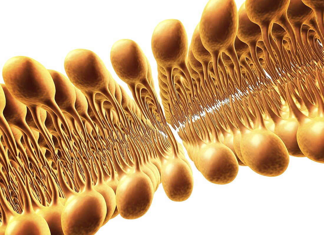 Cell membrane lipid bilayer,artwork
