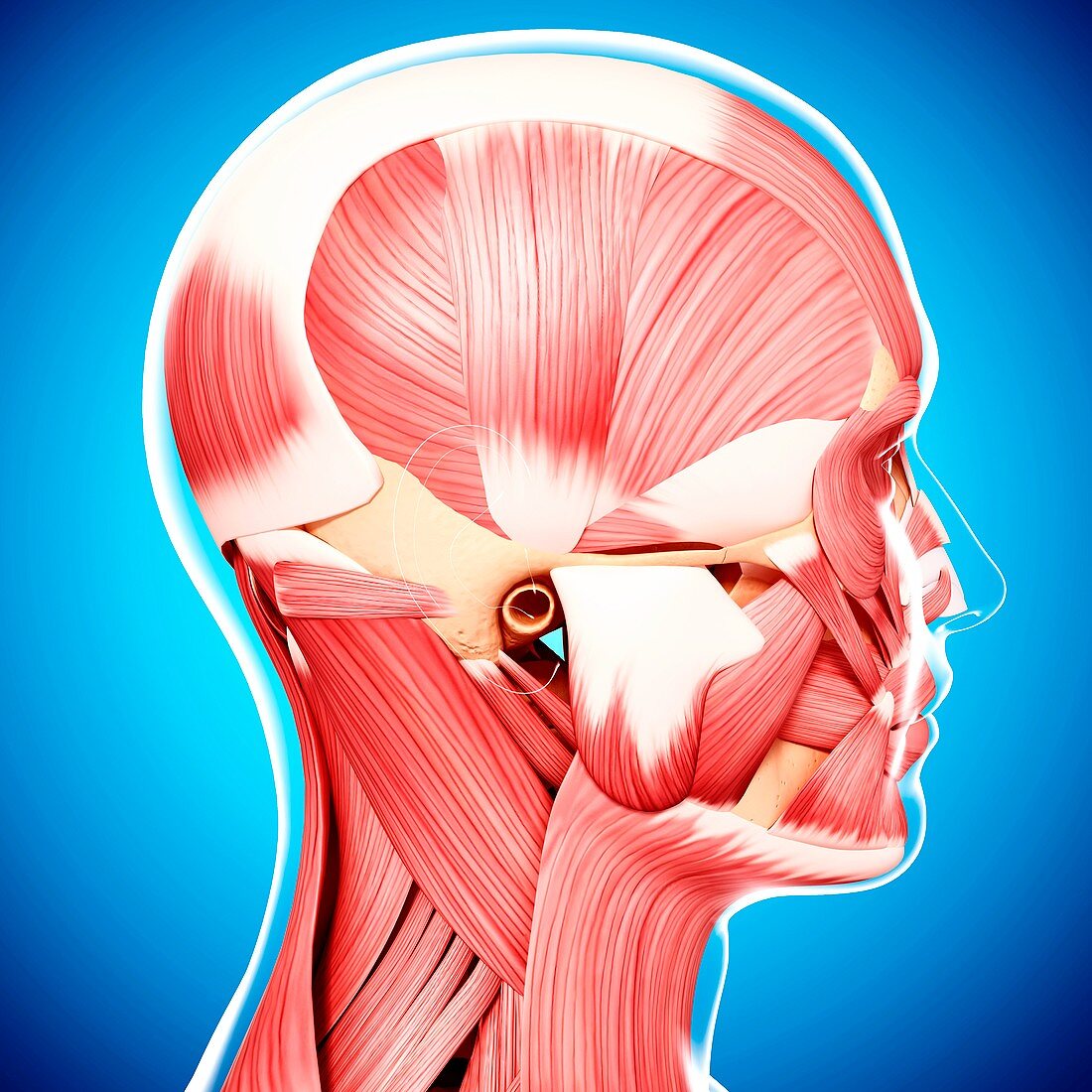 Human head musculature,artwork