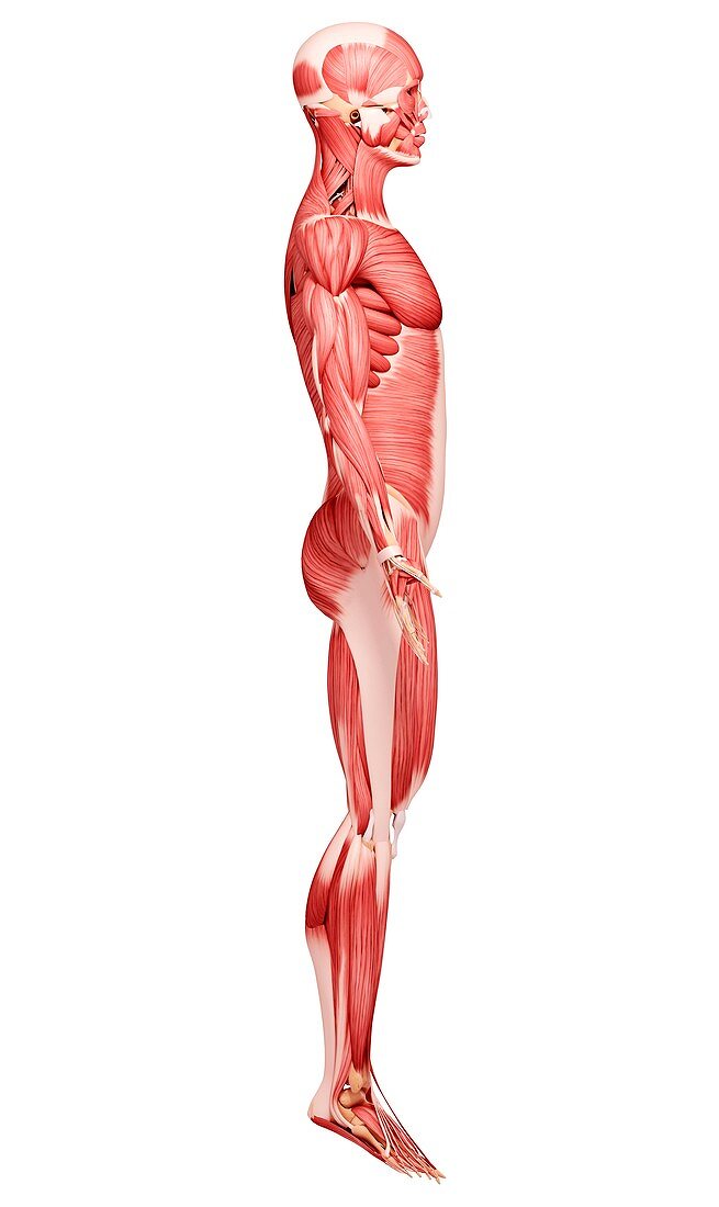 Human musculature,artwork