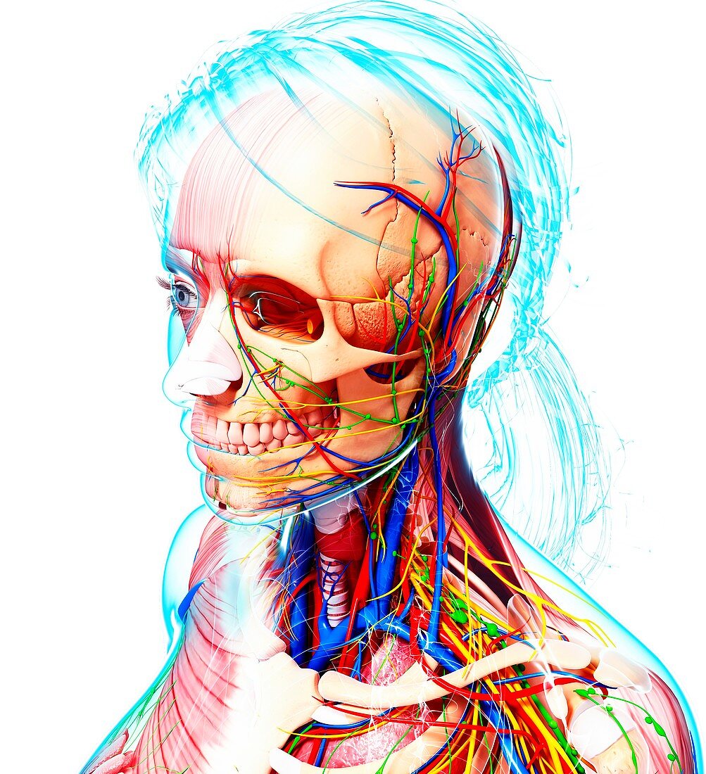 Female anatomy,artwork