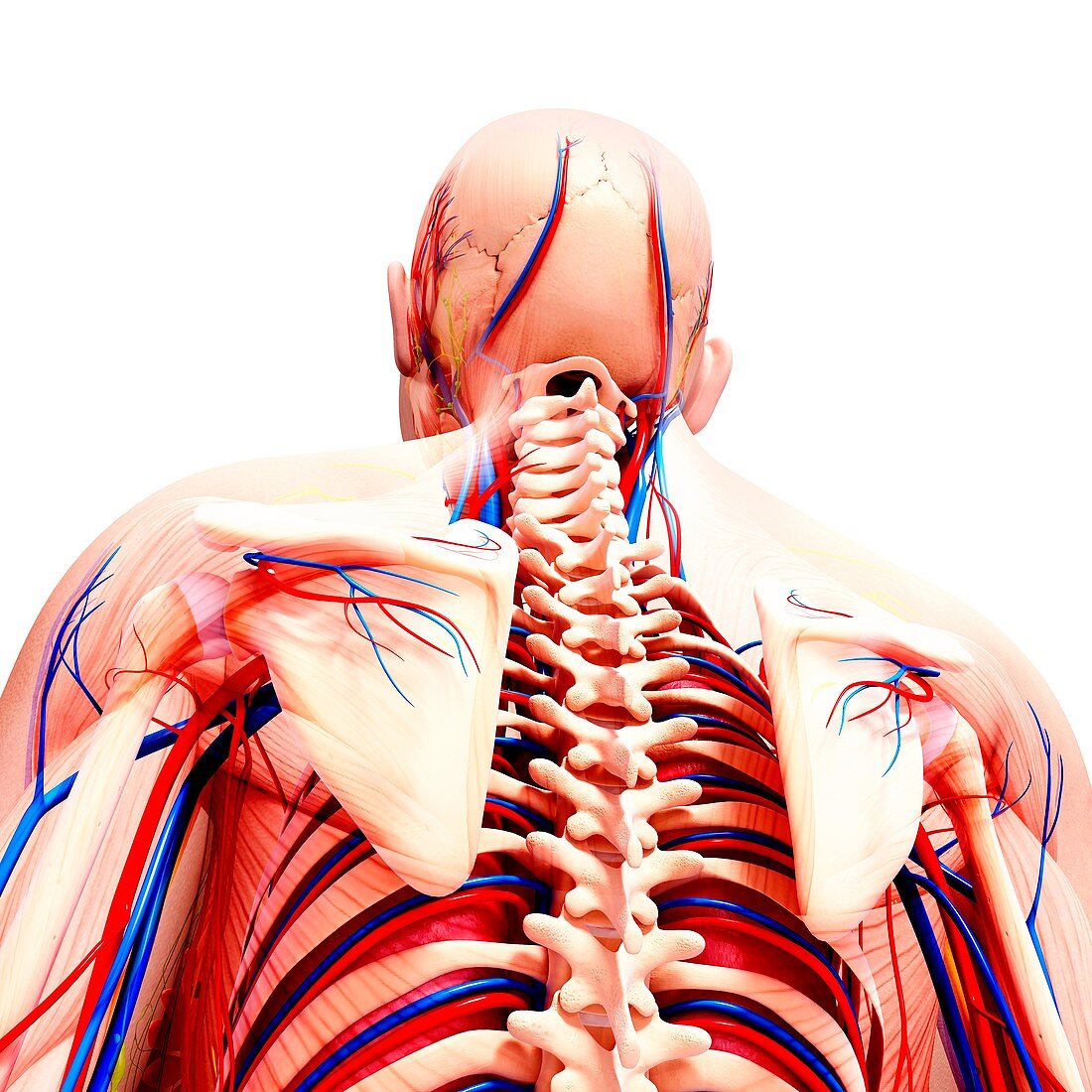 Male cardiovascular system,artwork