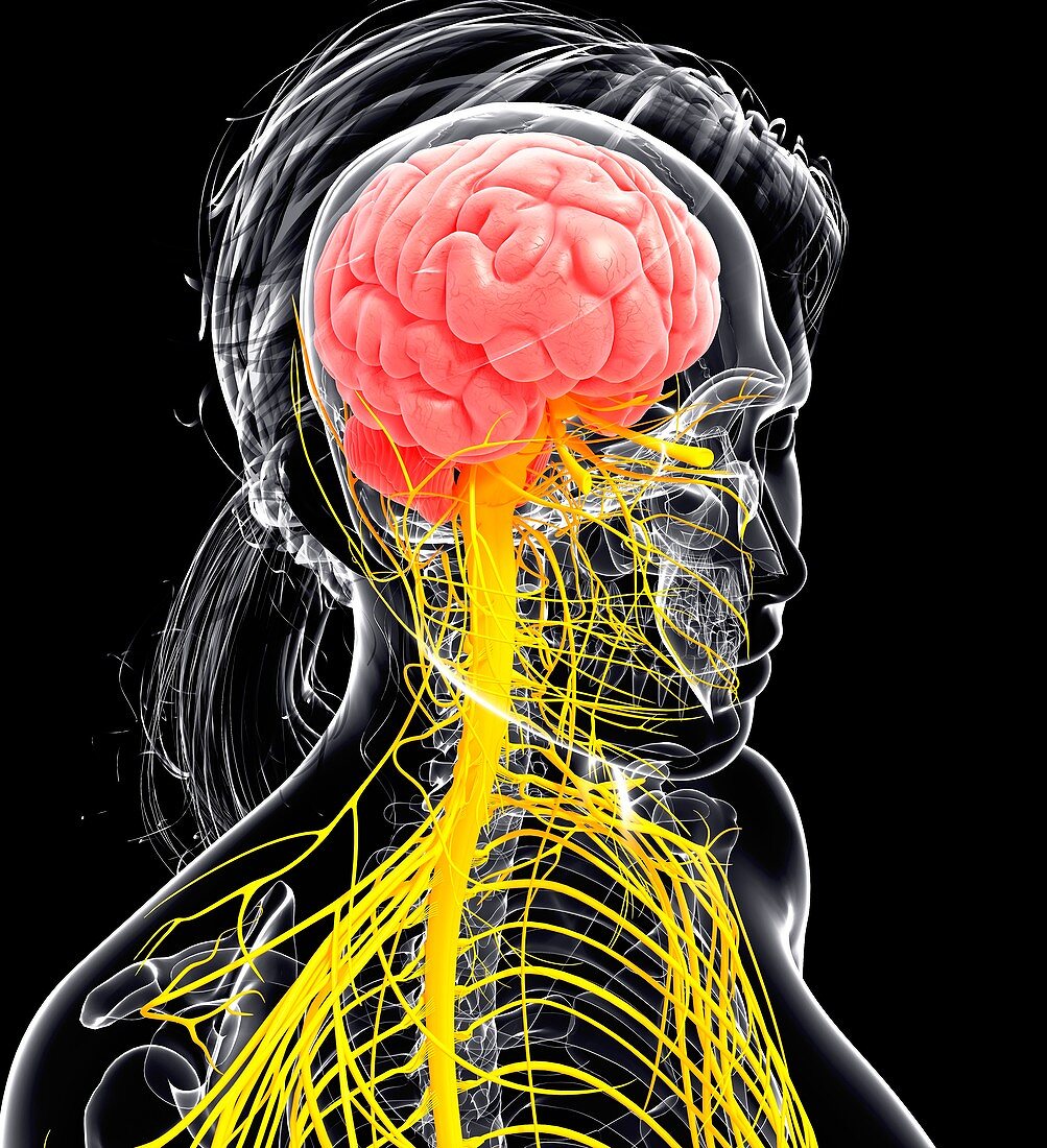 Female nervous system,artwork