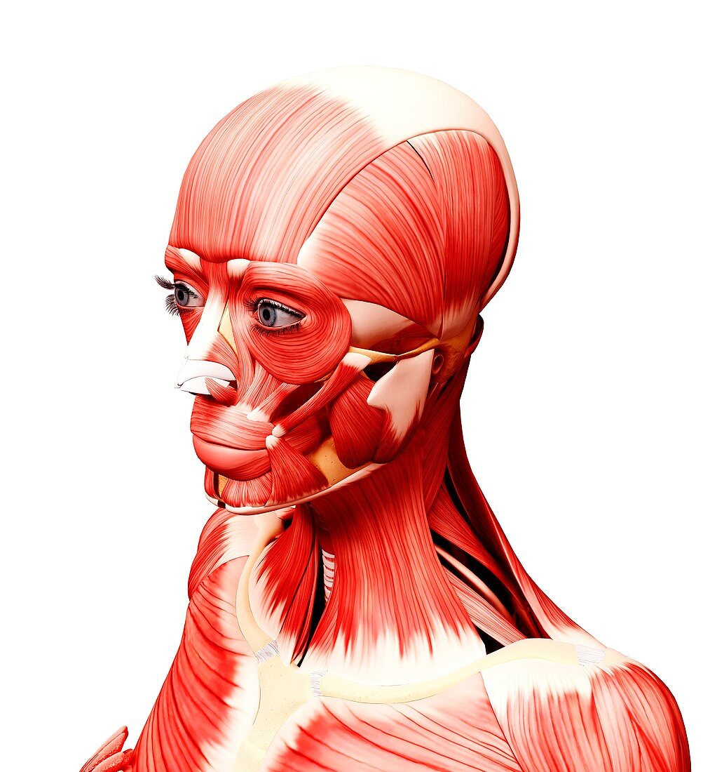 Female head musculature,artwork