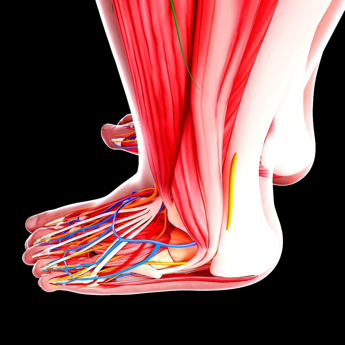 Human foot anatomy,artwork