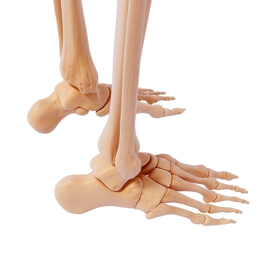 Human foot bones,artwork