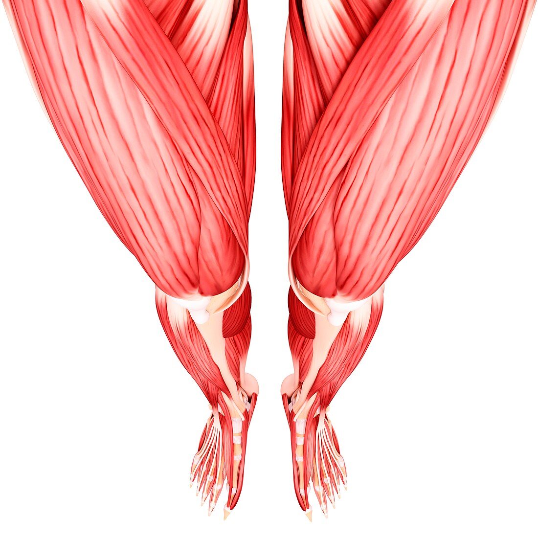 Human leg musculature,artwork