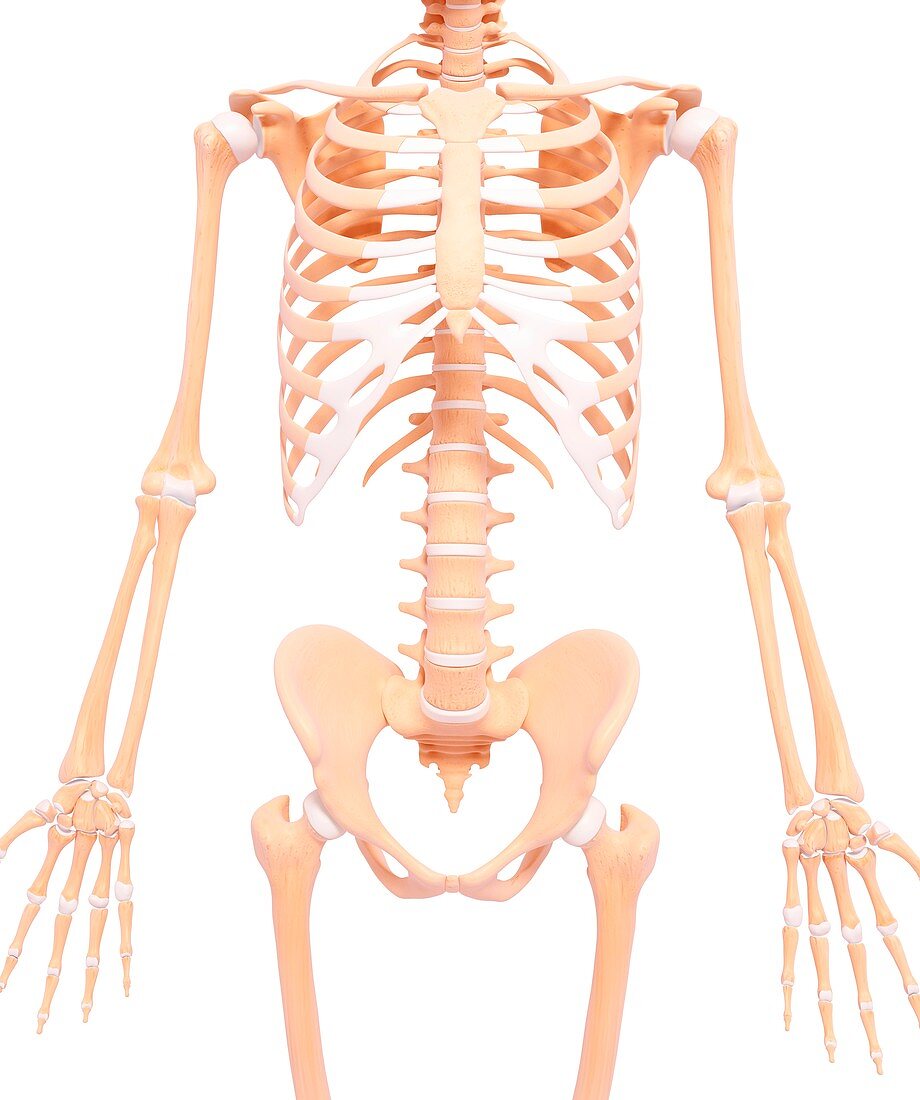 Human skeleton,artwork