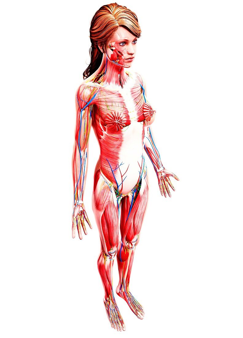 Female anatomy,artwork