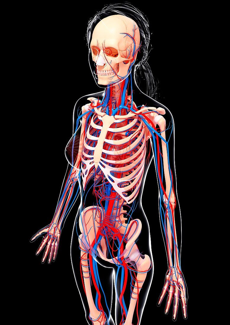 Female cardiovascular system,artwork