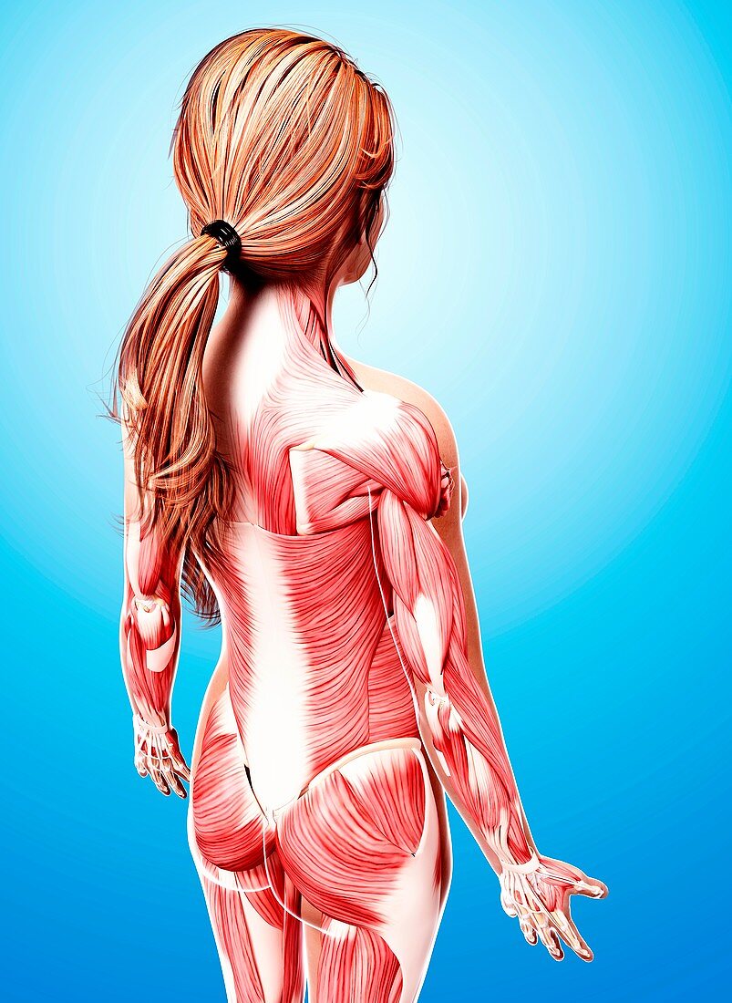 Female musculature,artwork