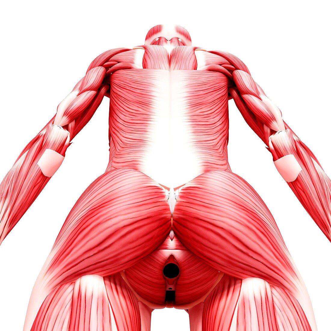 Female musculature,artwork