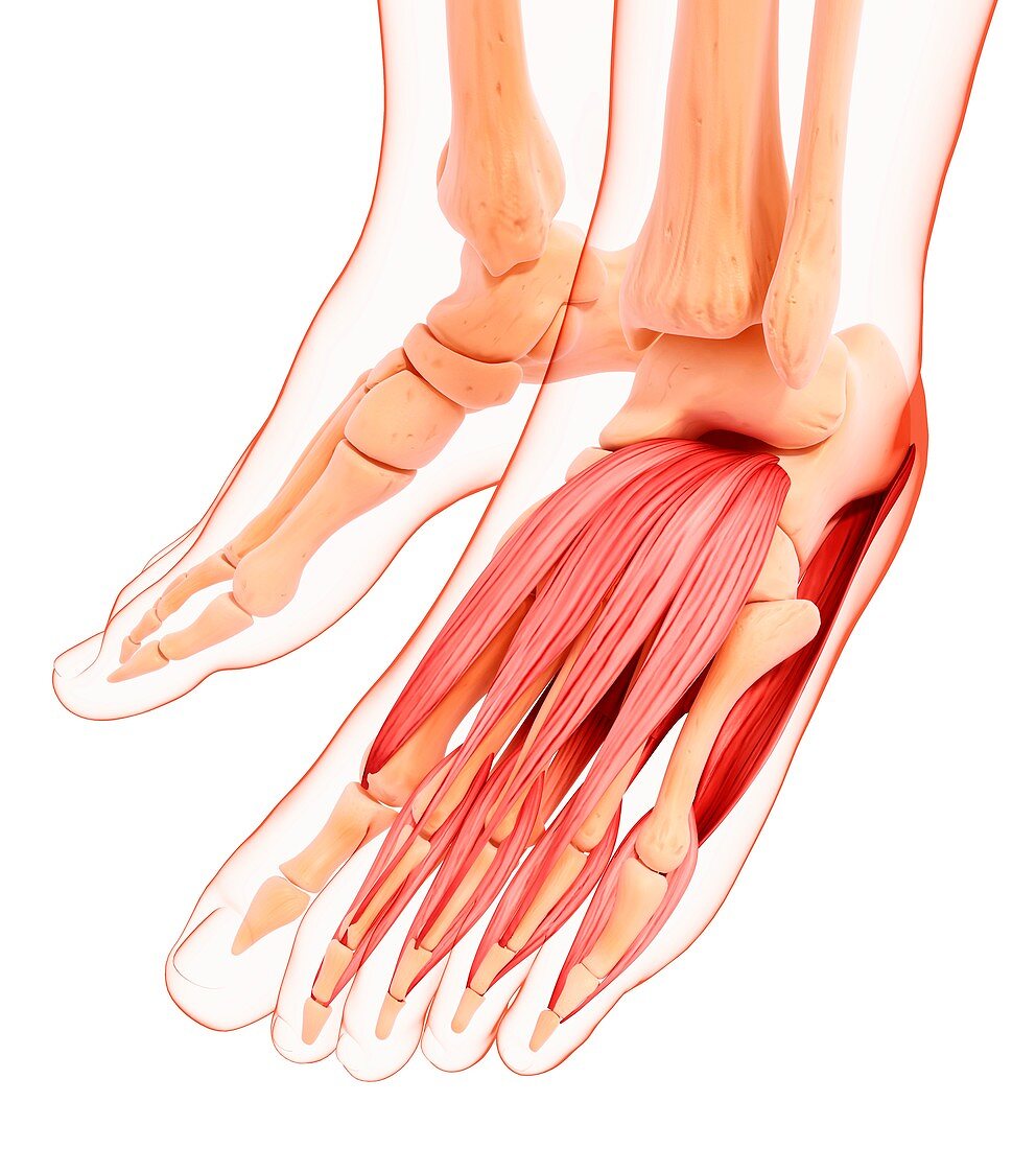 Human foot musculature,artwork