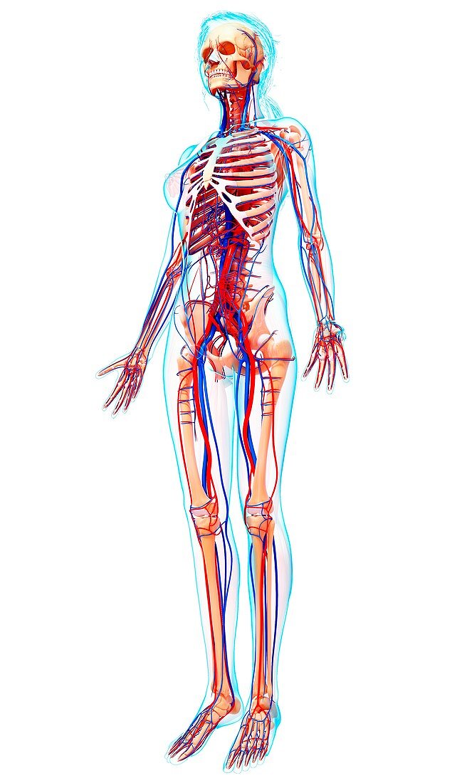 Female anatomy,artwork