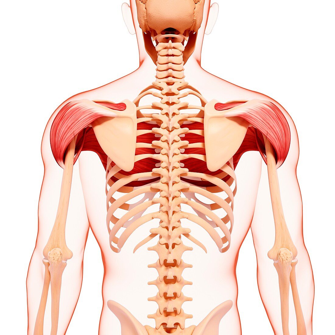 Human back musculature,artwork