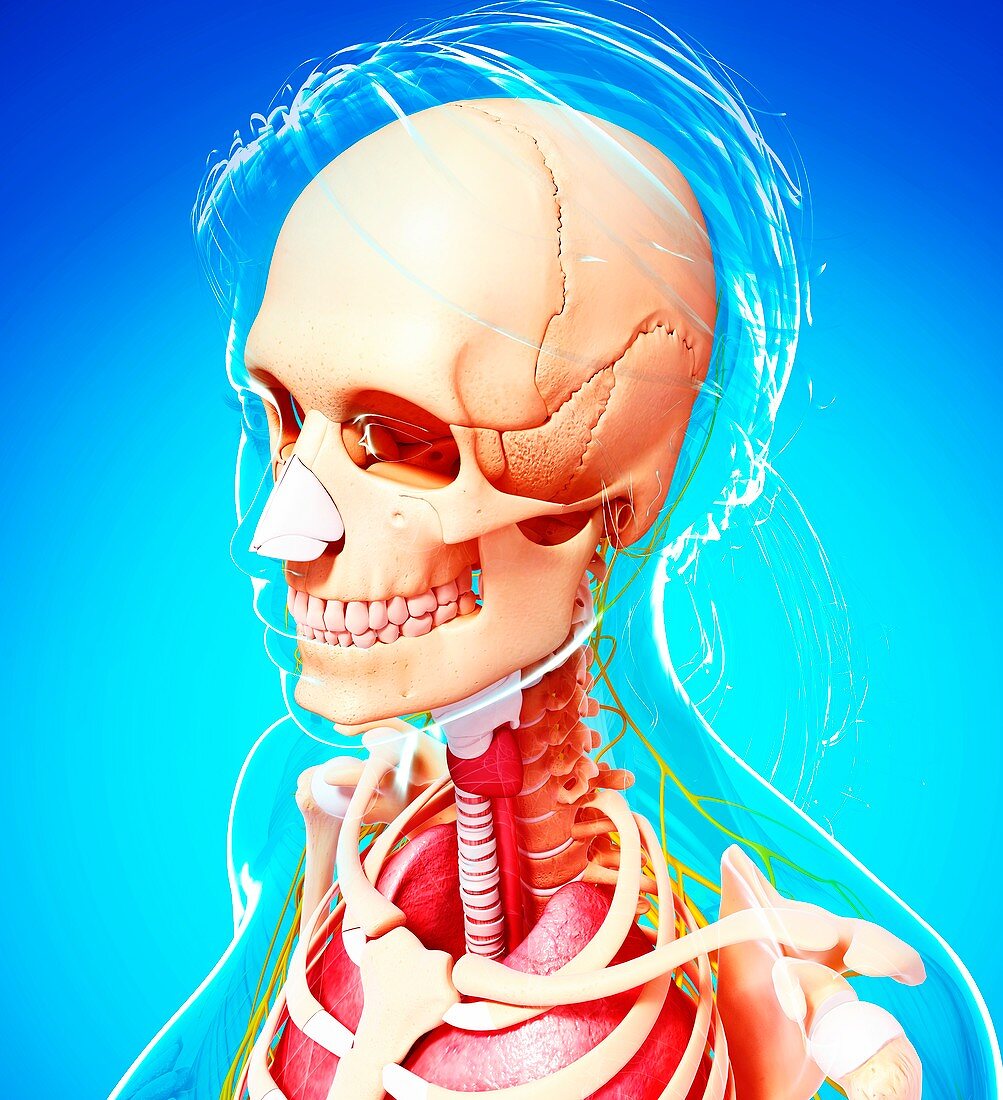 Female anatomy,artwork